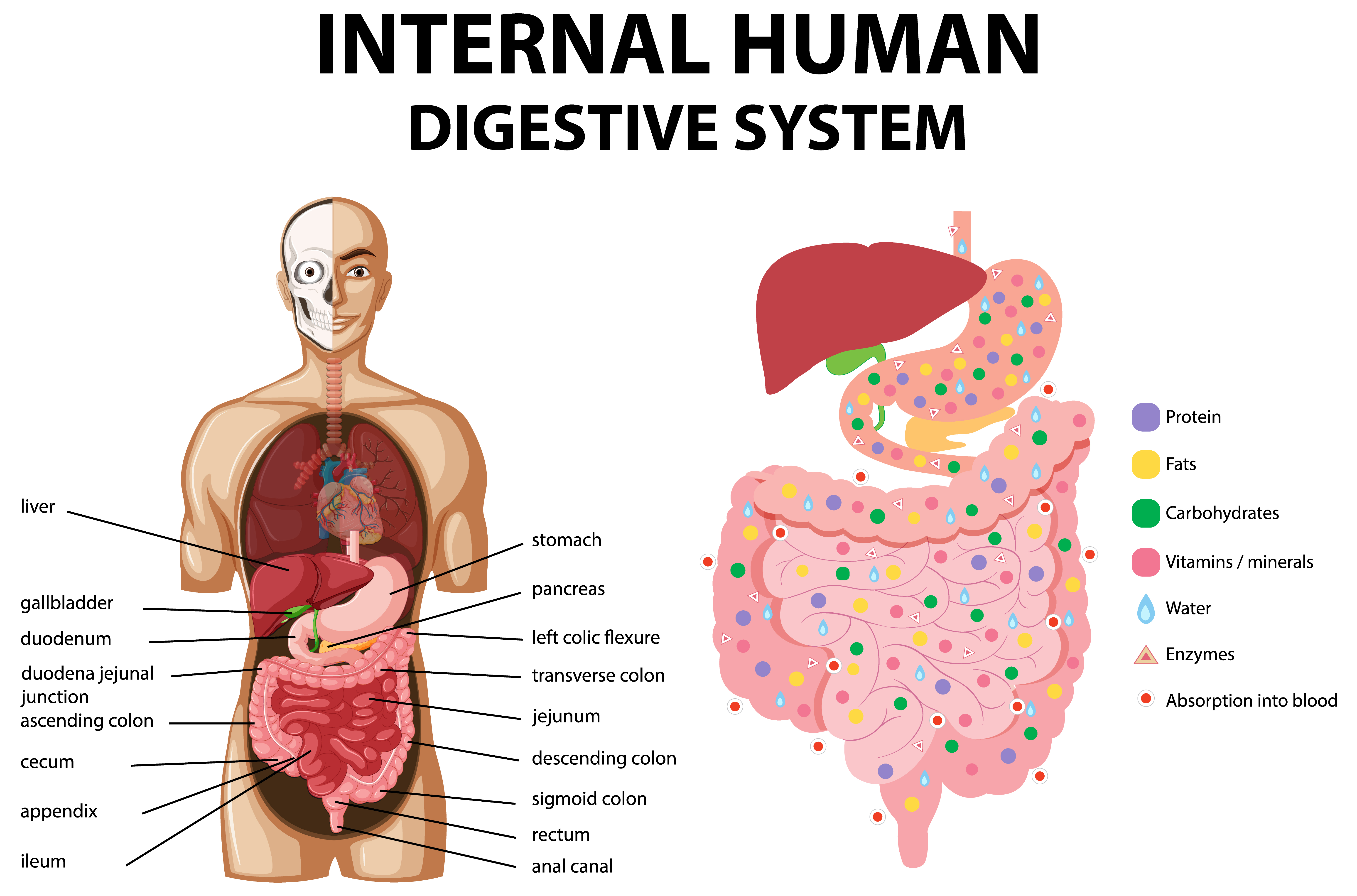 Image of the human digestive system